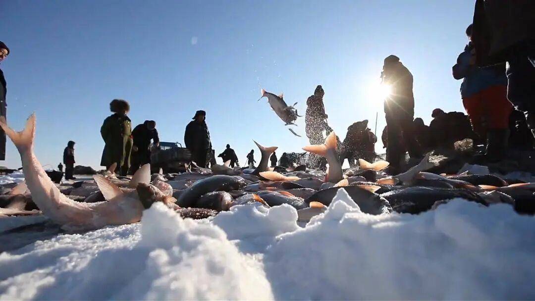 头鱼吃大席|数九冬韵 乐购辽宁不朽情缘平台冬捕号子喊你来抱(图1) 头鱼吃大席|数九冬韵 乐购辽宁不朽情缘平台冬捕号子喊你来抱(图1)