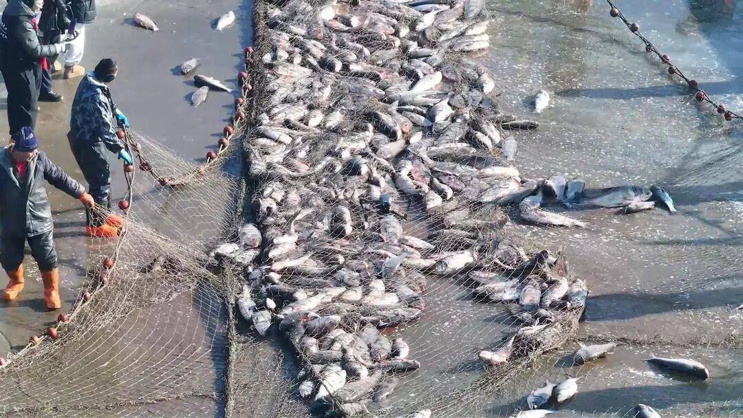 头鱼吃大席|数九冬韵 乐购辽宁不朽情缘平台冬捕号子喊你来抱(图4) 头鱼吃大席|数九冬韵 乐购辽宁不朽情缘平台冬捕号子喊你来抱(图4)